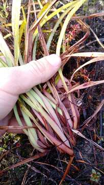 Image of Dianella haematica Heenan & de Lange