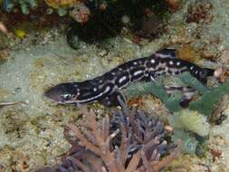 Image of Spotted-belly catshark