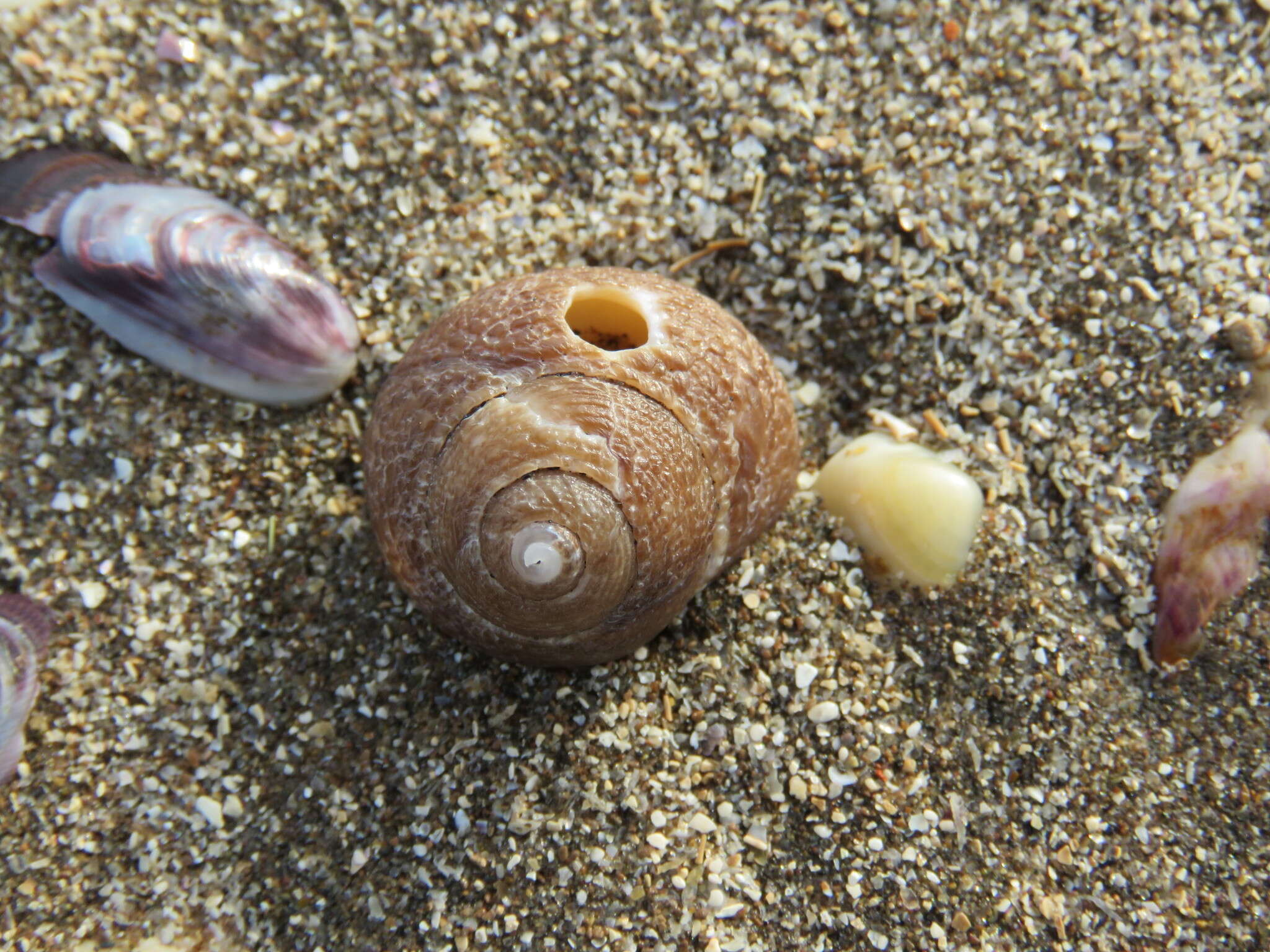 Image of Tegula patagonica (d'Orbigny 1835)