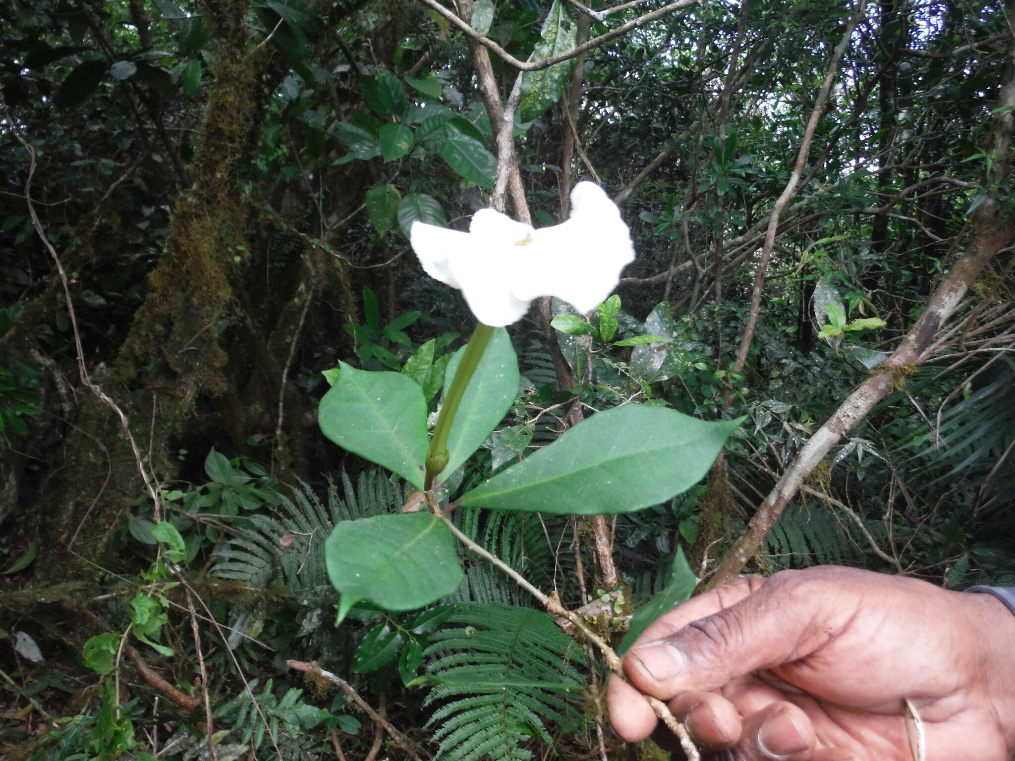 Brunfelsia americana L. resmi