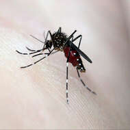Image of Aedes notoscriptus (Skues 1889)