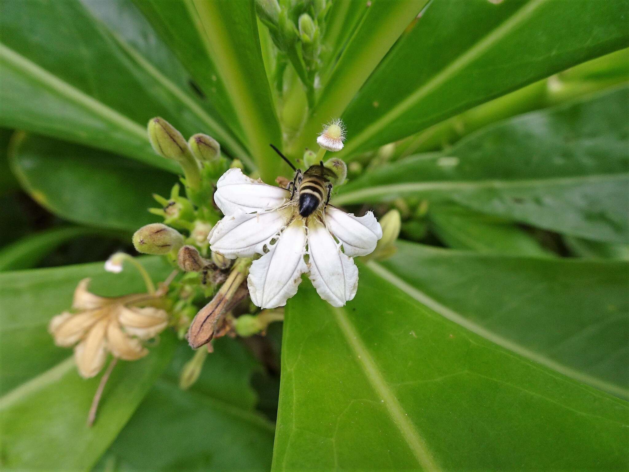 صورة Campsomeriella collaris (Fabricius 1775)