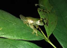 Image of Humboldt's Glass Frog