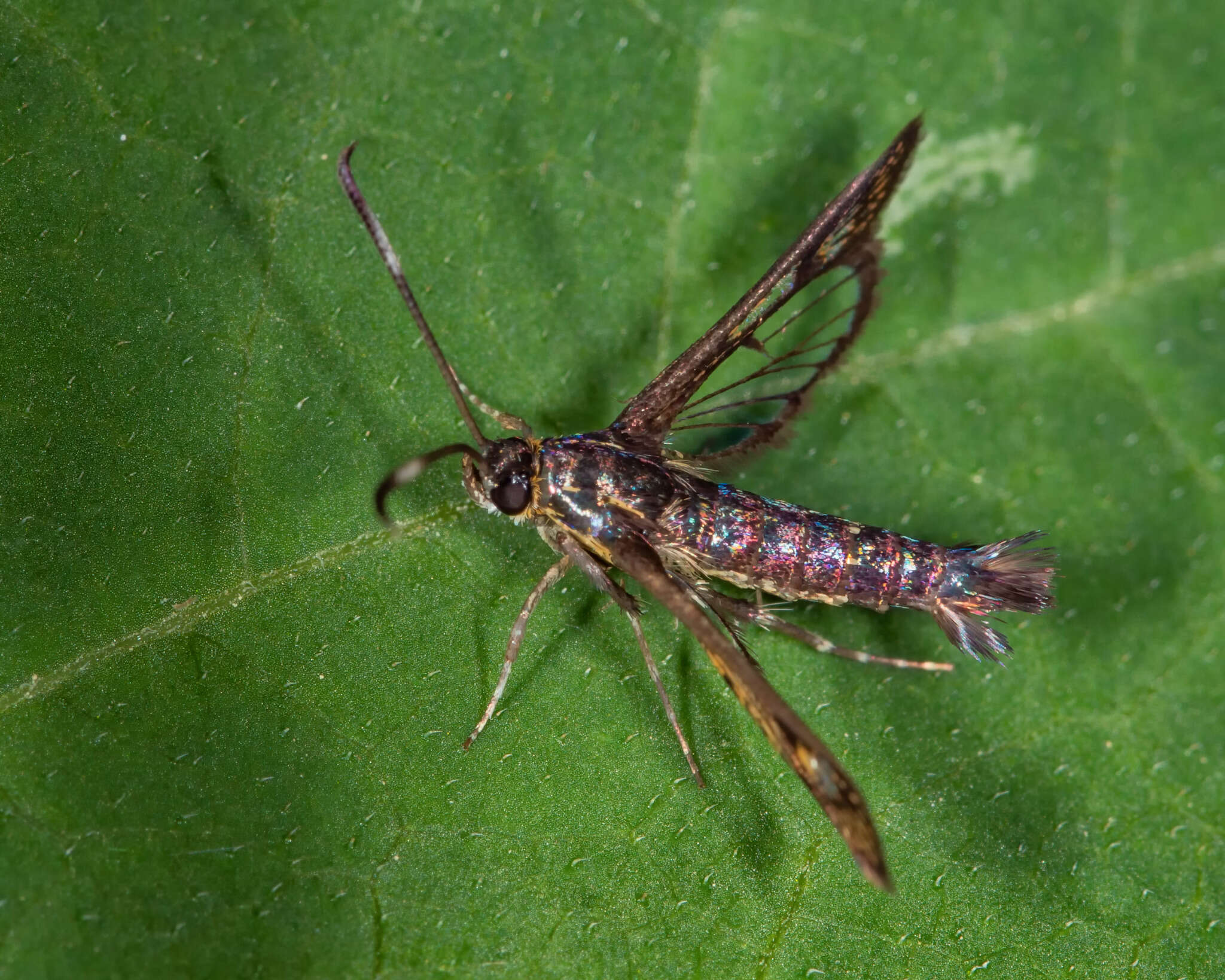 Image of Carmenta ithacae Beutenmüller 1897