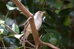 Cisticola chiniana (Smith & A 1843) resmi