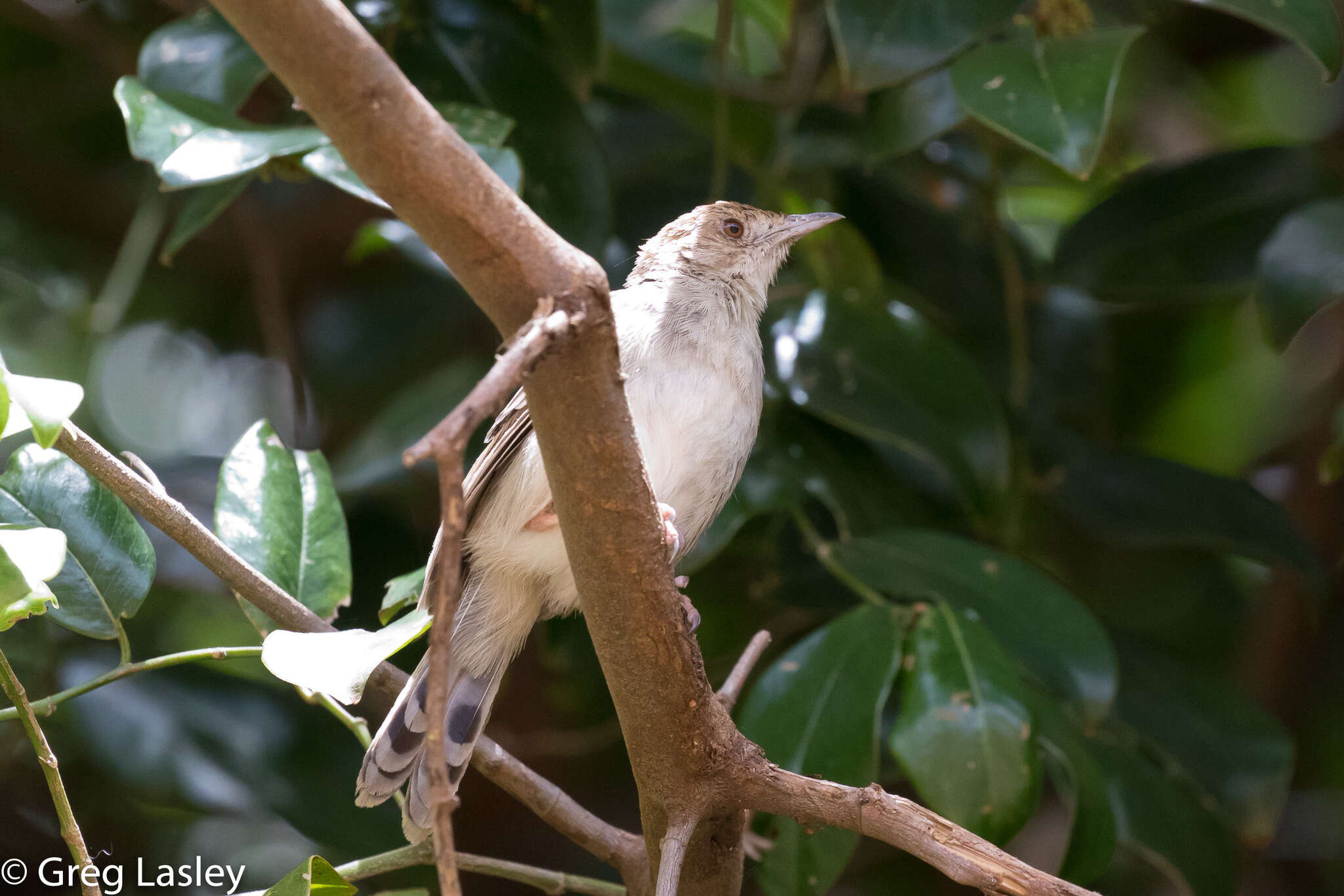 Cisticola chiniana (Smith & A 1843) resmi