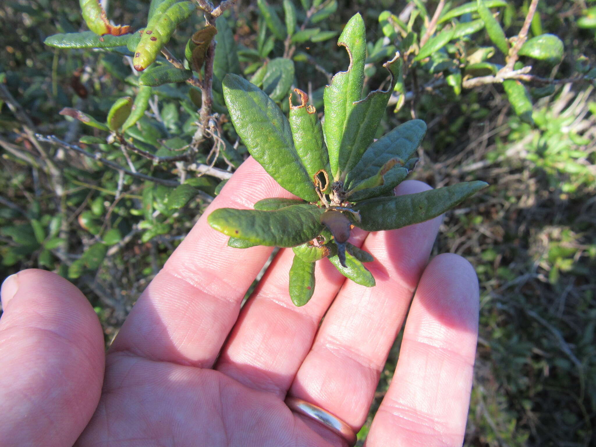 Imagem de Quercus geminata Small