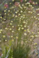 Image of Mojave Sandwort