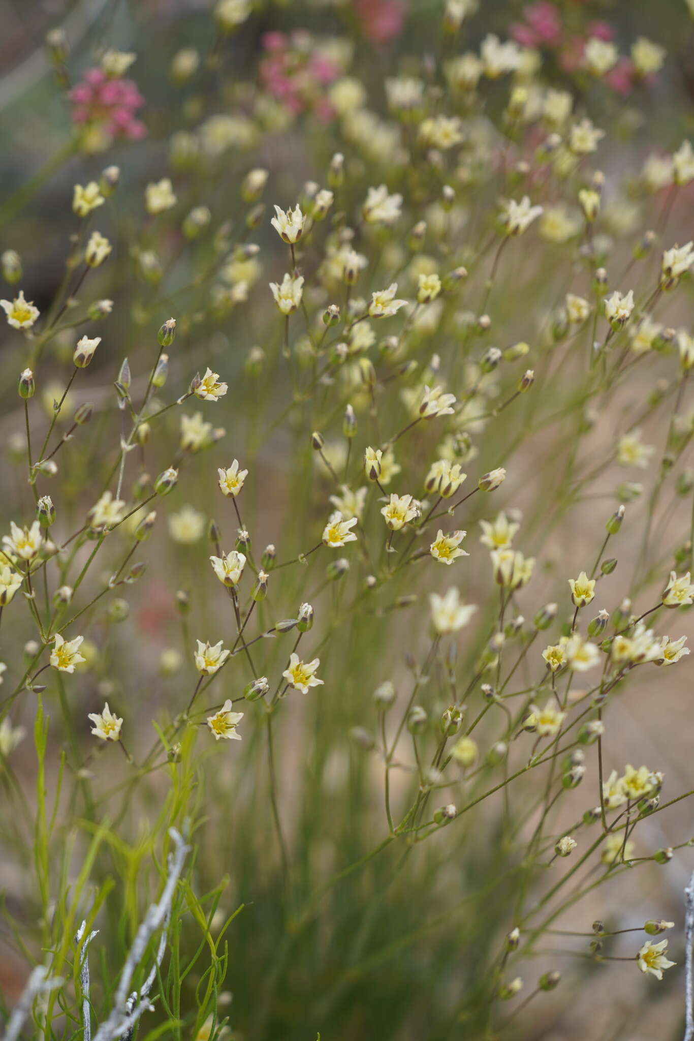 Image of Mojave Sandwort