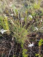 Imagem de Dianthus volgicus Juzepczuk