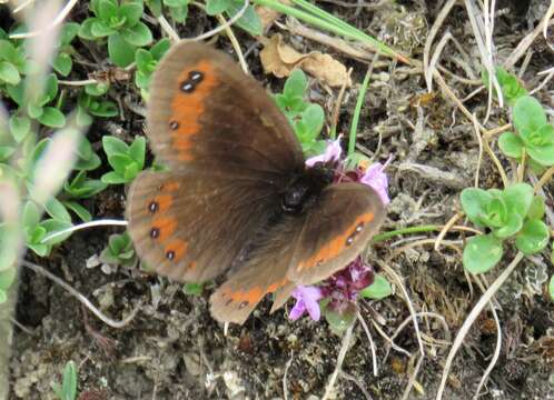 Image of Piedmont Ringlet