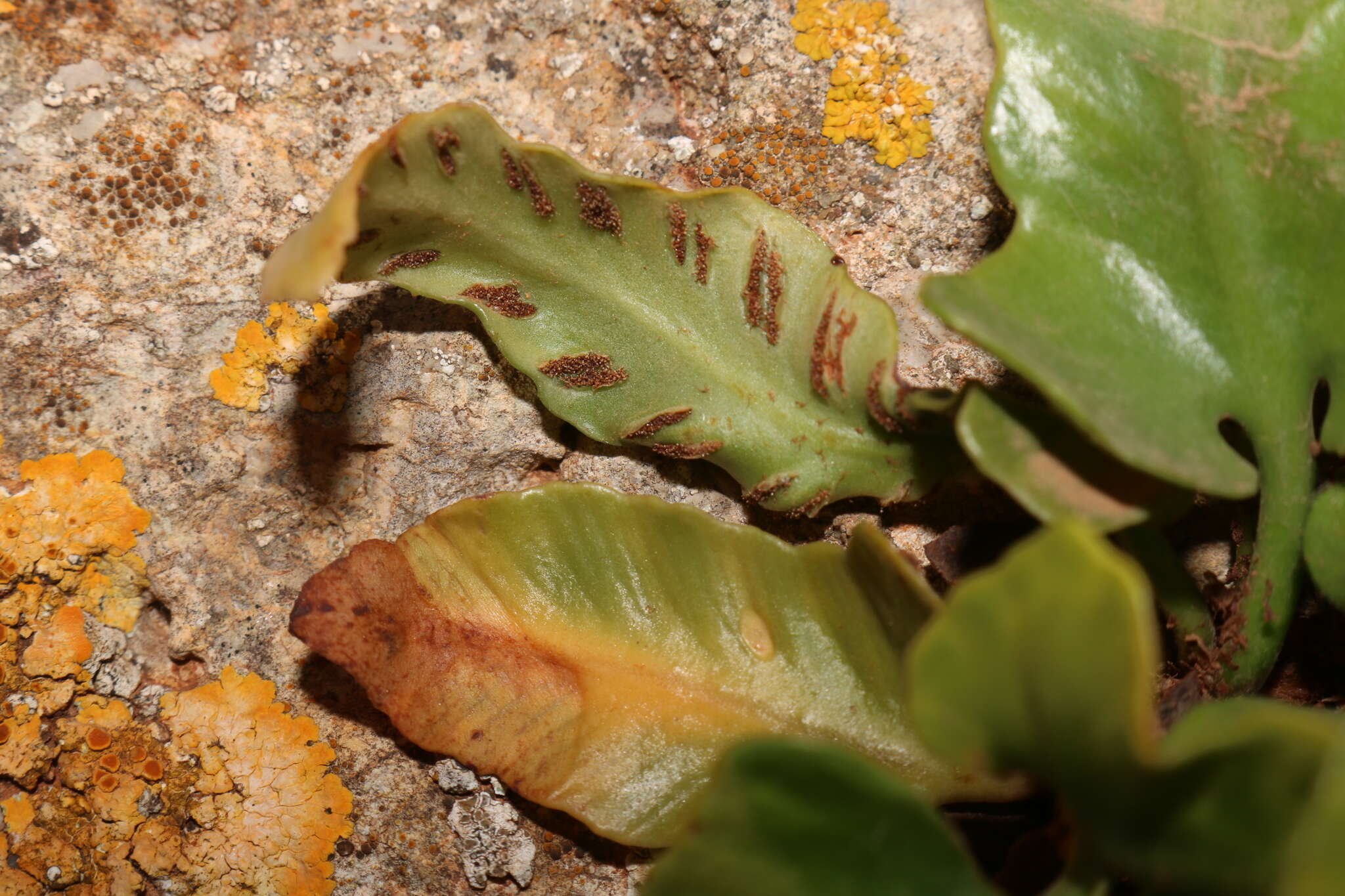 Image of Asplenium sagittatum (DC.) A. J. Bange