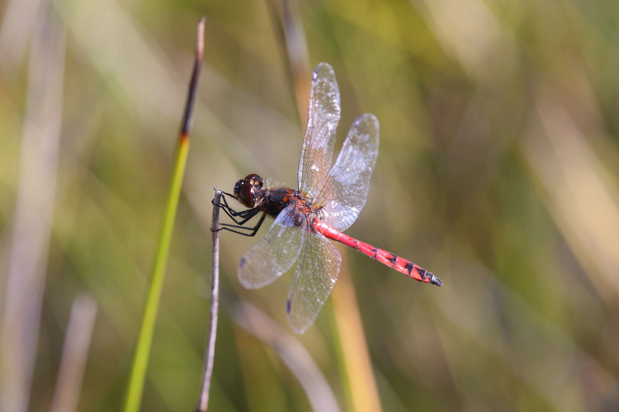 Austrothemis Ris 1909 resmi