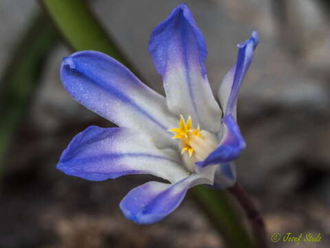 Image of Scilla nana (Schult. & Schult. fil.) Speta