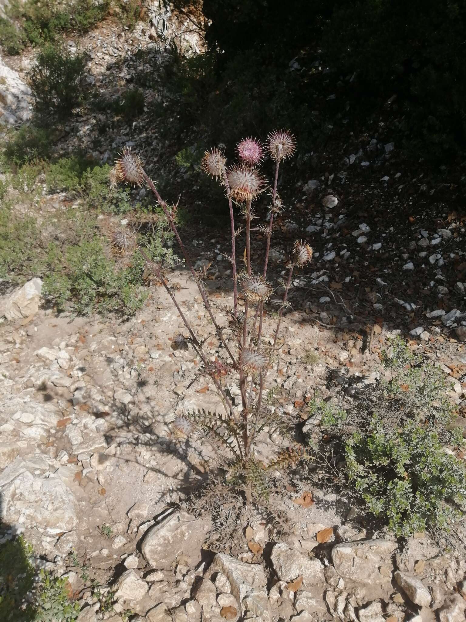 Image of Cirsium pinetorum Greenm.