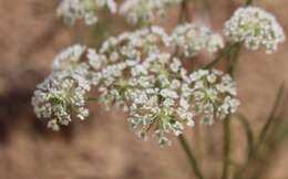 Plancia ëd Eurytaenia texana Torr. & Gray