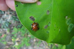 Image of Aspidimorpha (Aspidimorpha) punctum (Fabricius 1801)