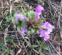 Image of common henbit