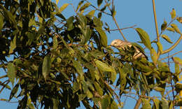 Image of Chestnut-tailed Starling