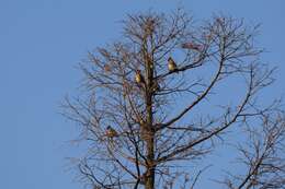 Image of Japanese Waxwing