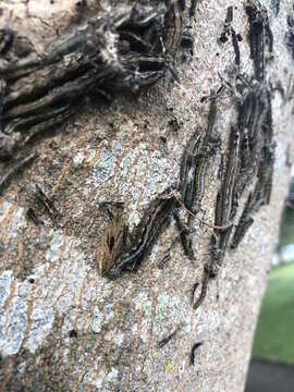 Image of Southern Armyworm Moth