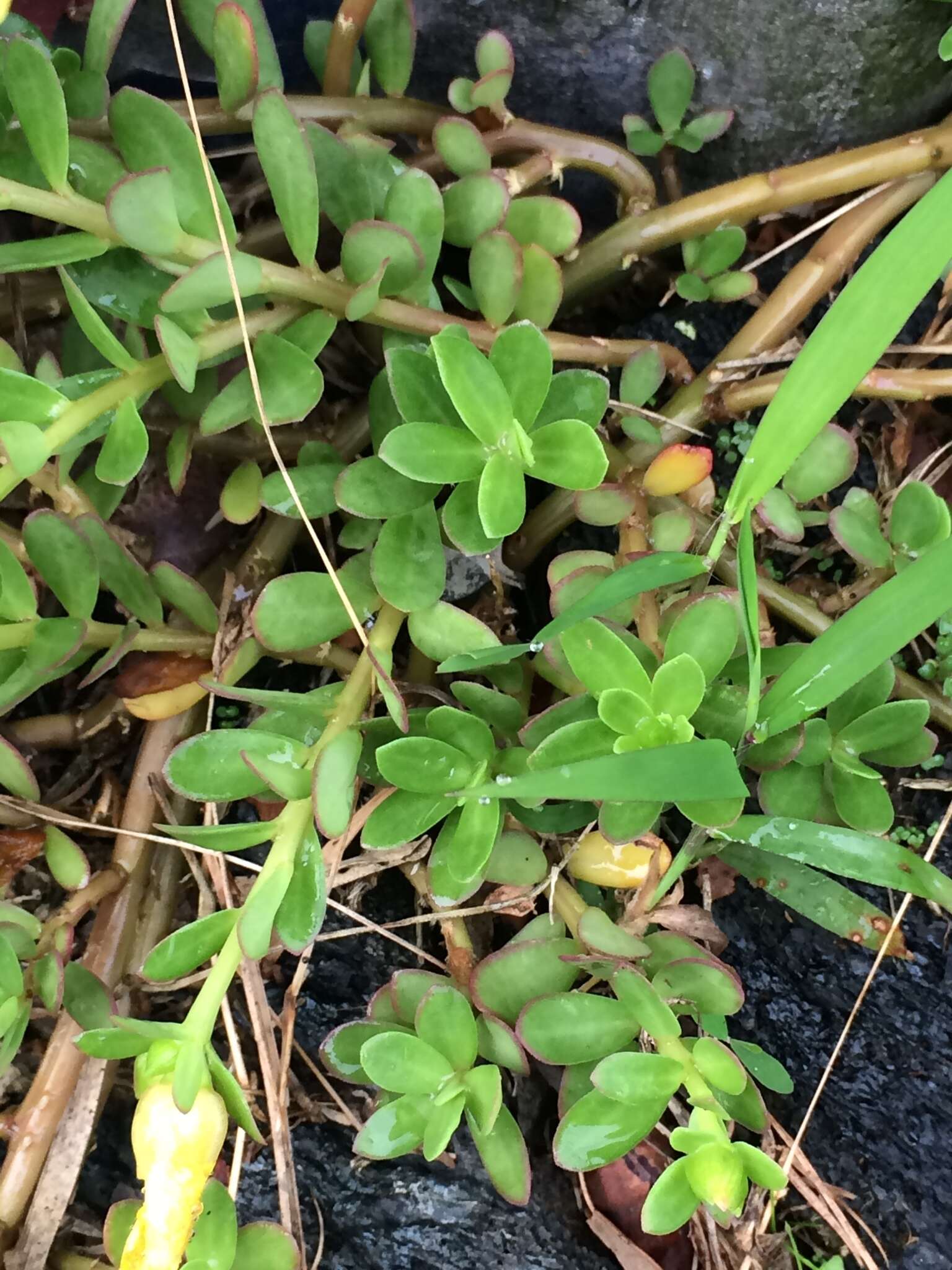 Image of native yellow purslane