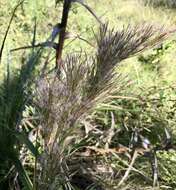 Image of Schizachyrium microstachyum (Desv.) Roseng., B. R. Arrill. & Izag.