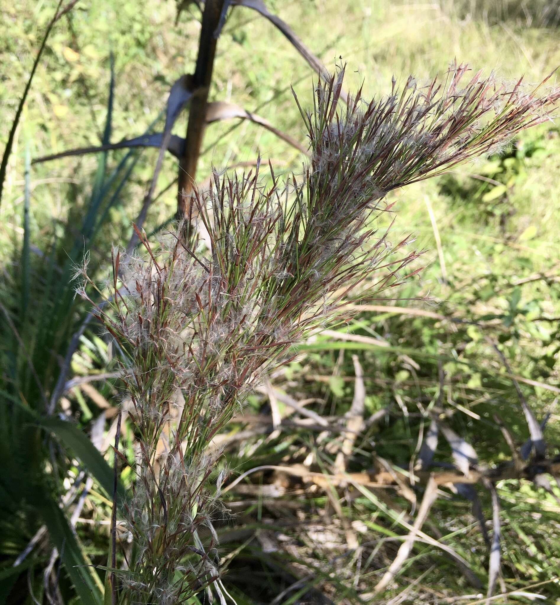 Image of Schizachyrium microstachyum (Desv.) Roseng., B. R. Arrill. & Izag.