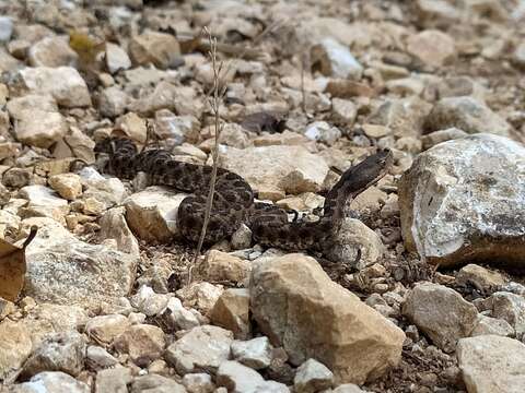 Plancia ëd Vipera aspis hugyi Schinz 1833