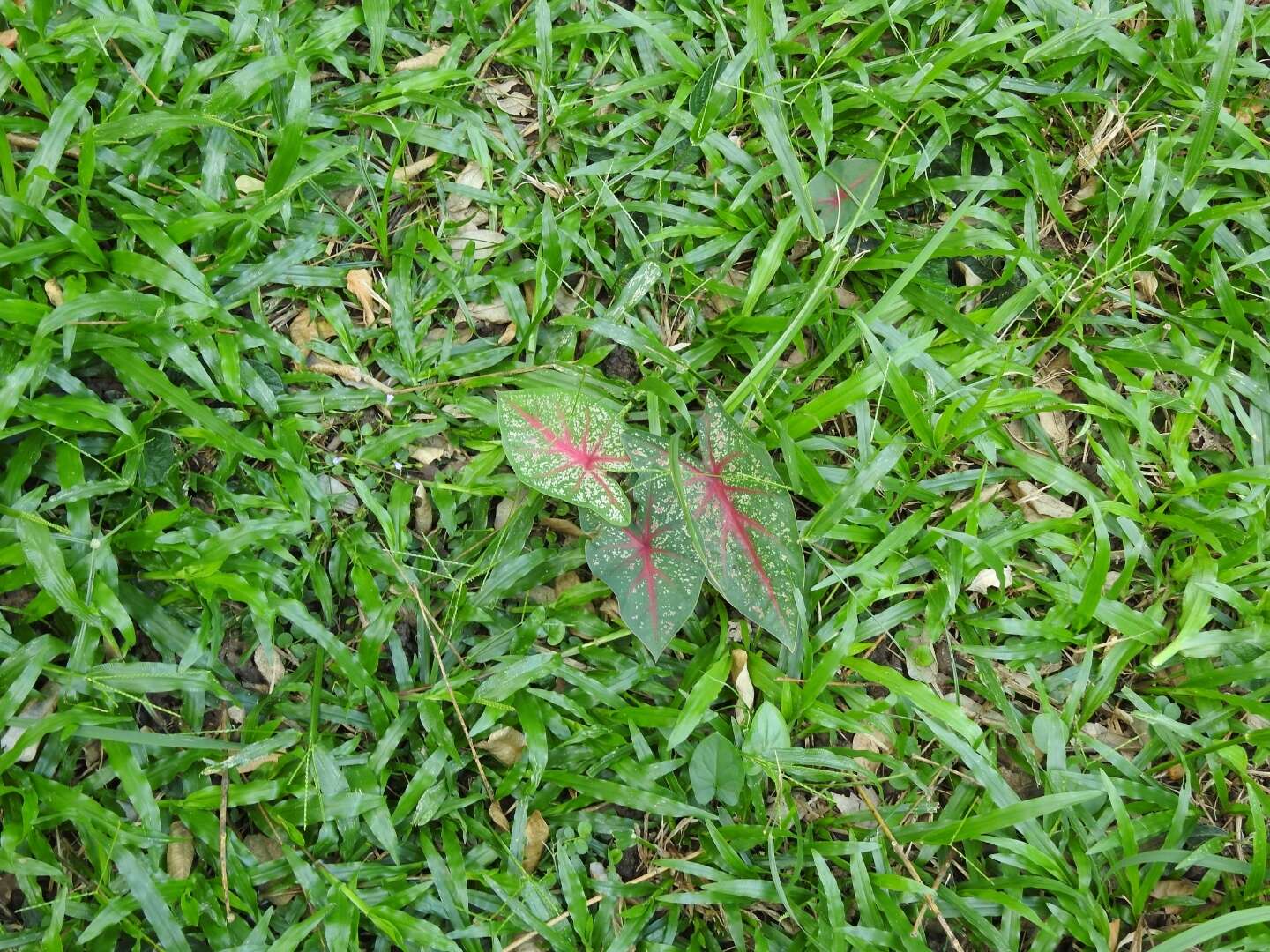 Image of Caladium bicolor (Aiton) Vent.