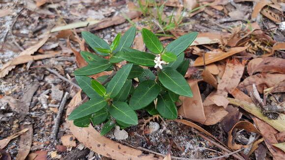 صورة Leichhardtia suaveolens (R. Br.) P. I. Forst.