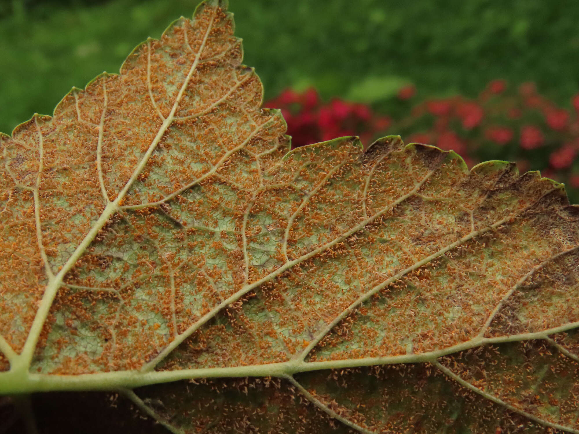 Image of White-pine blister rust