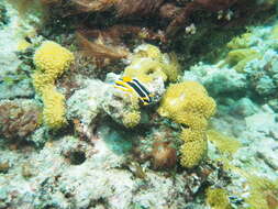 Image of Chromodoris africana Eliot 1904