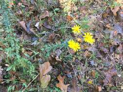 Image of Maryland goldenaster