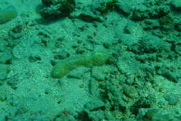 Image of Slipper coral