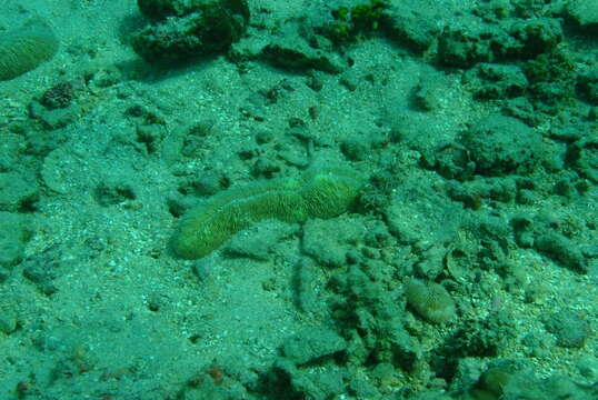 Image of Slipper coral