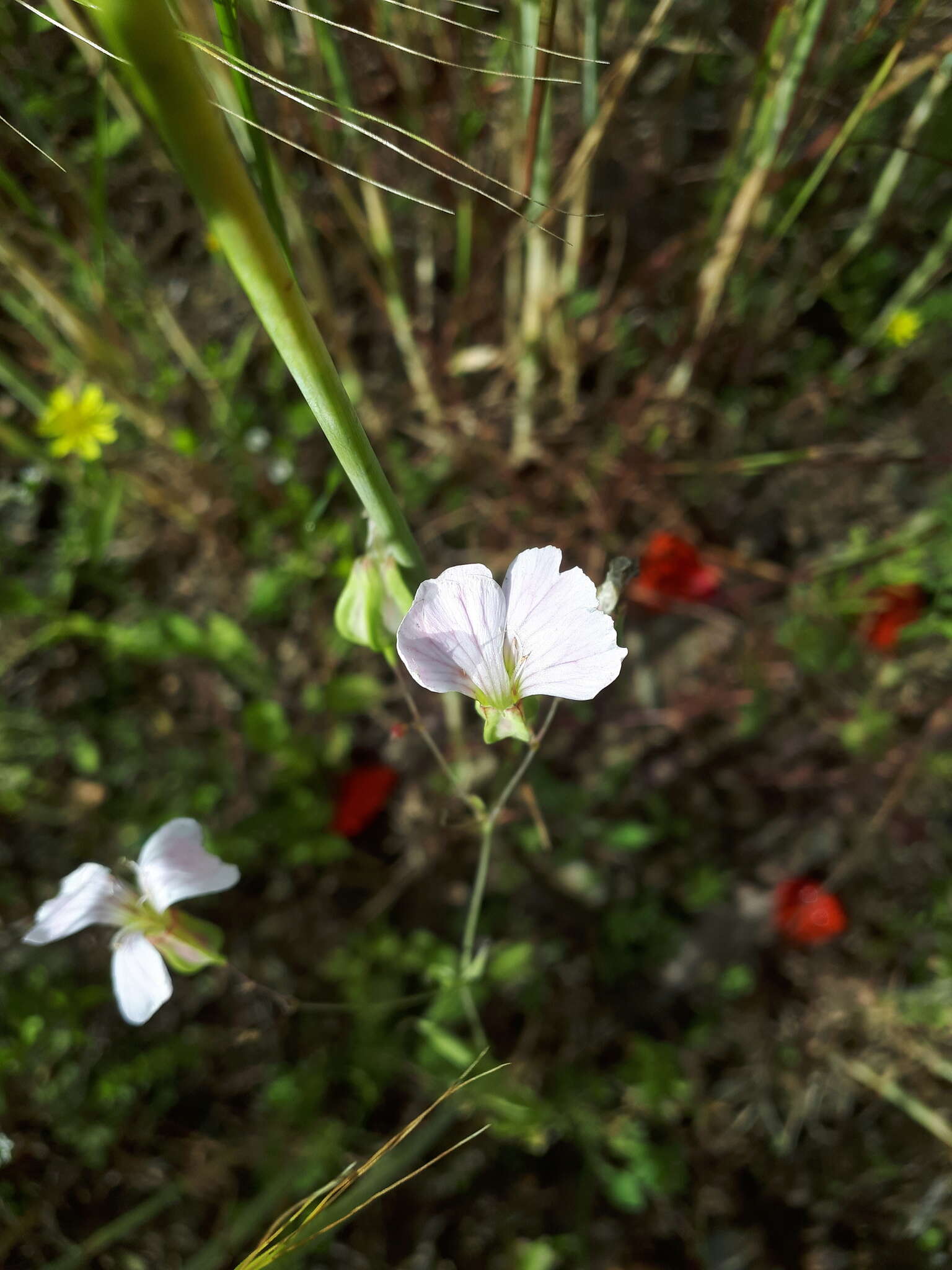 Image of soapwort