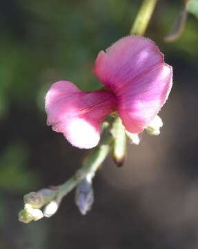 Image of Indigofera nigromontana Eckl. & Zeyh.