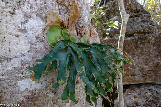 Image of Platycerium quadridichotomum (Bonap.) Tard.