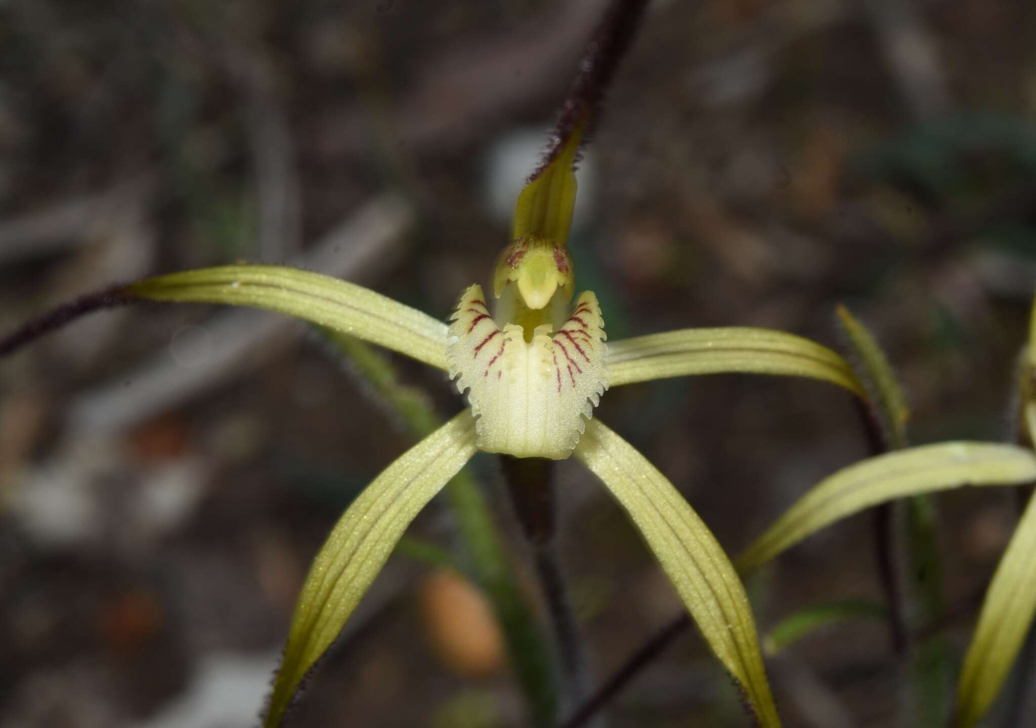 Image de Caladenia xantha Hopper & A. P. Br.