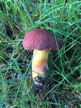 Image of Neoboletus