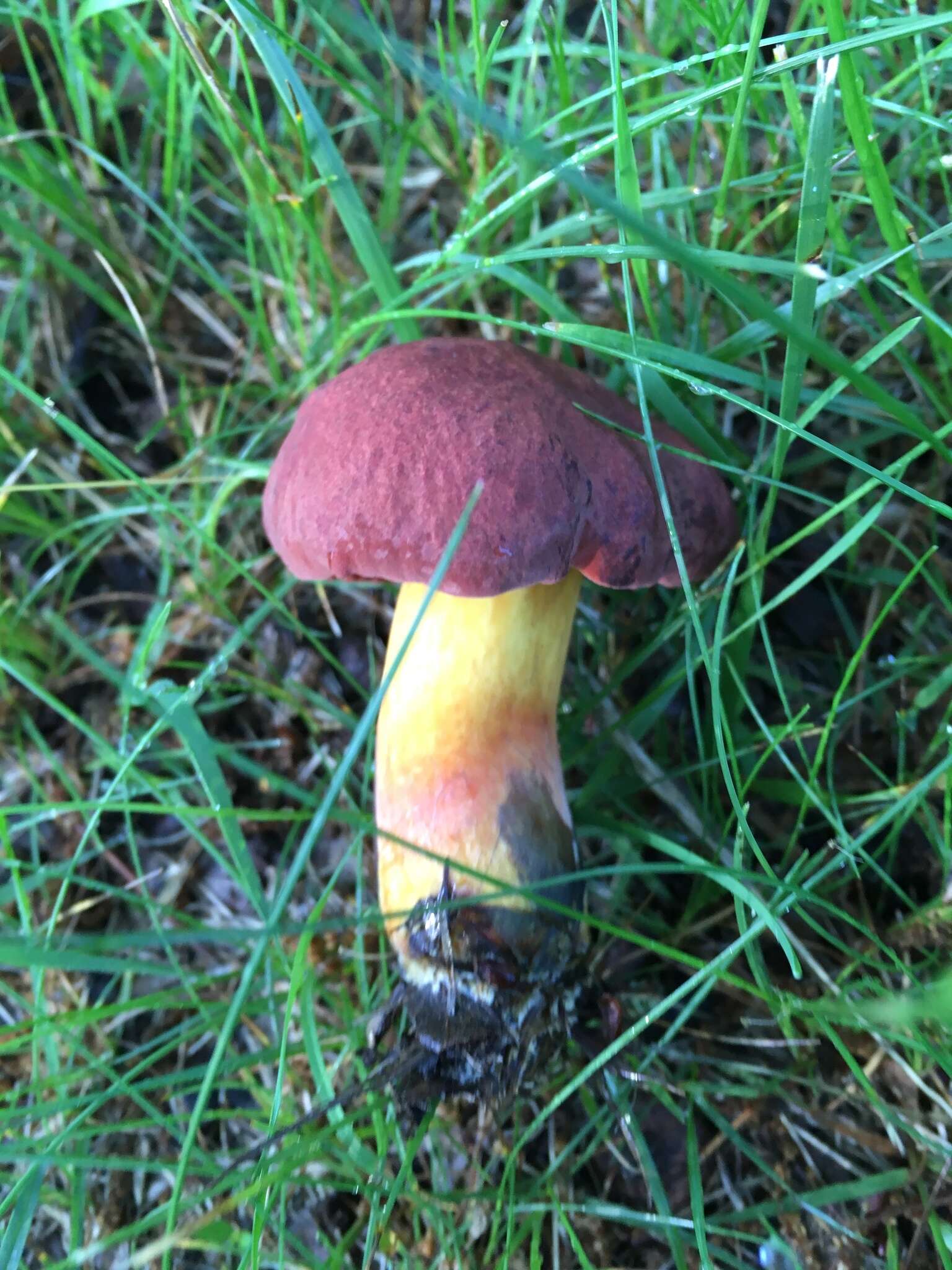 Image de Neoboletus