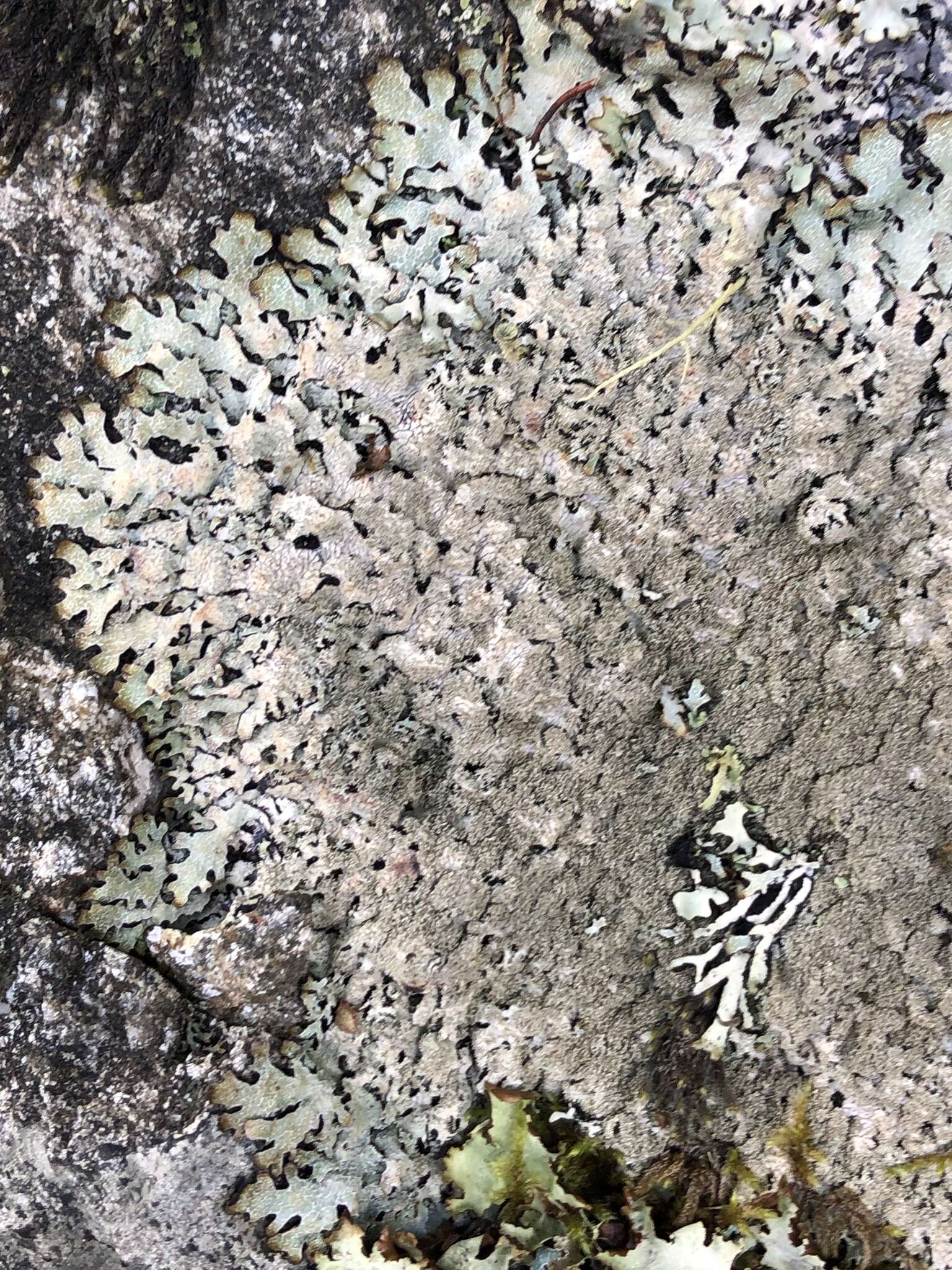 Image of shield lichen