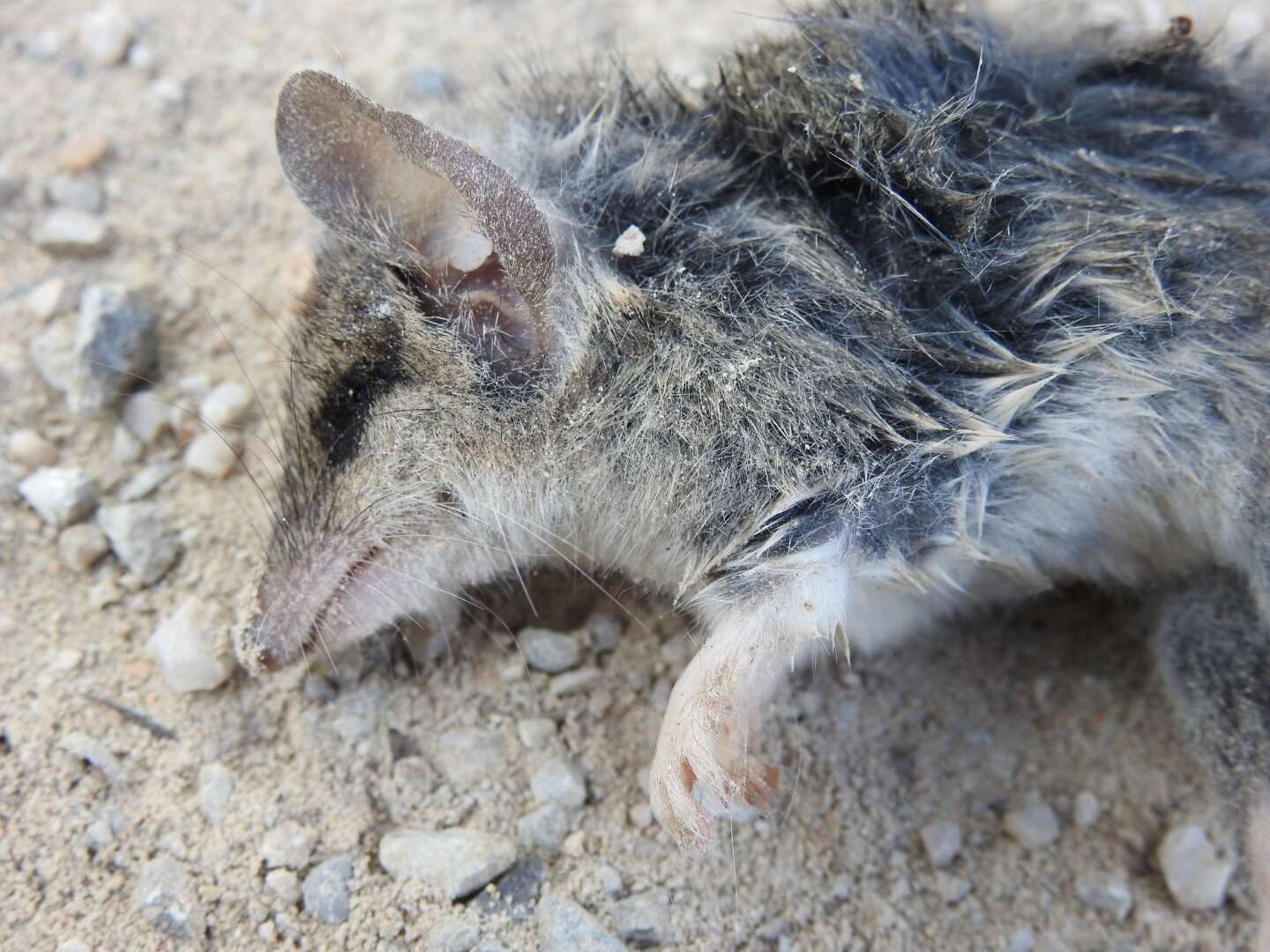 Image of Common Dunnart