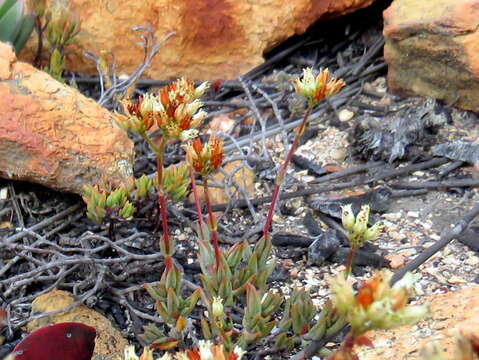 Image of Crassula biplanata Haw.