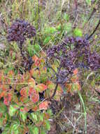 Image of Crassula fallax Friedrich