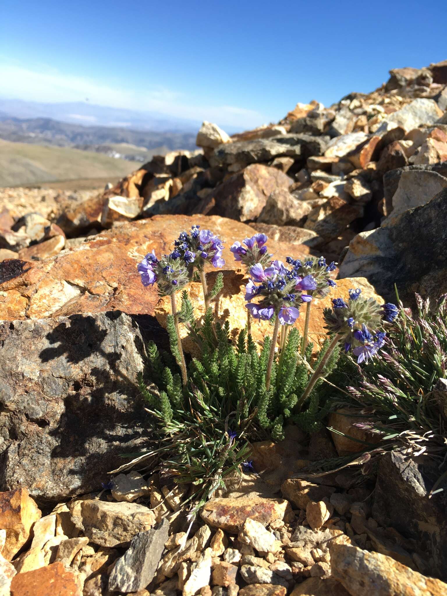 Слика од Polemonium chartaceum Mason