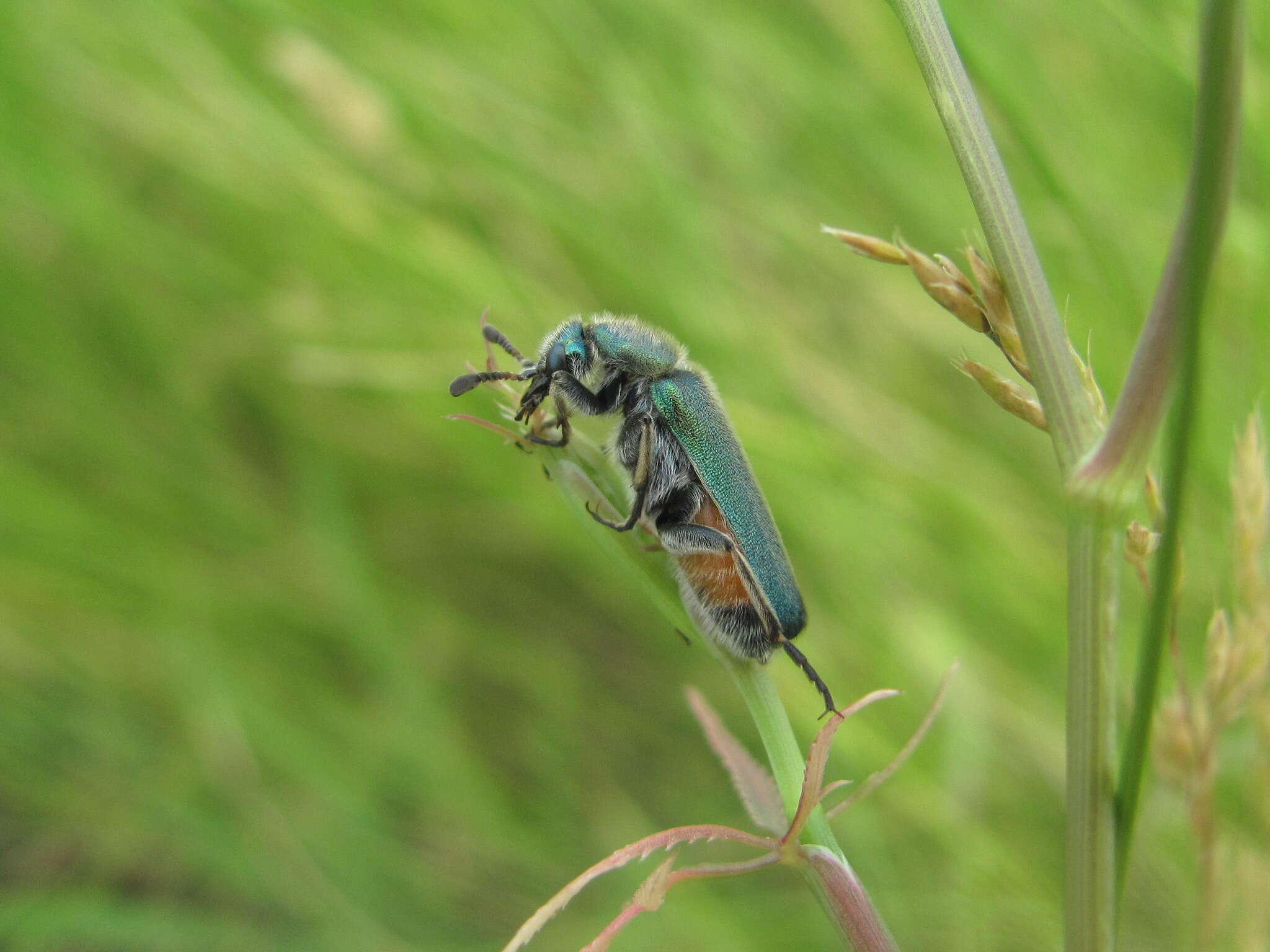 Image of <i>Cerocoma schreberi</i>