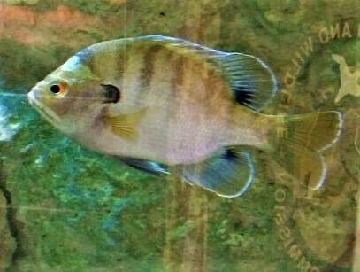 Image of Bluegill Sunfish