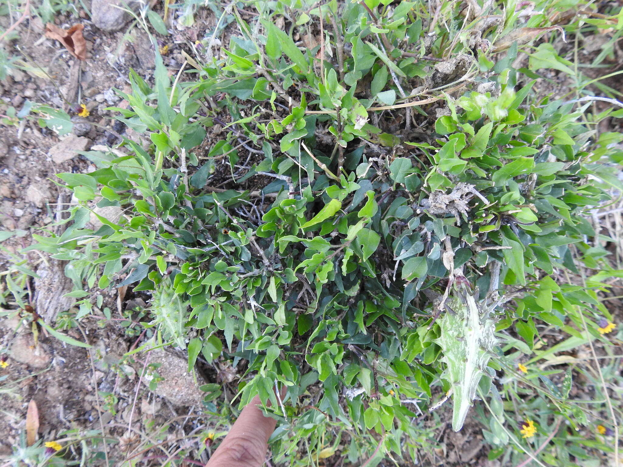 Image of Matelea trachyantha (Greenman) W. D. Stevens